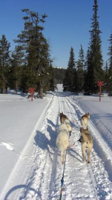 Reisebericht Lappland