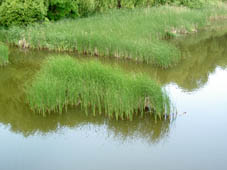 Kisbalaton